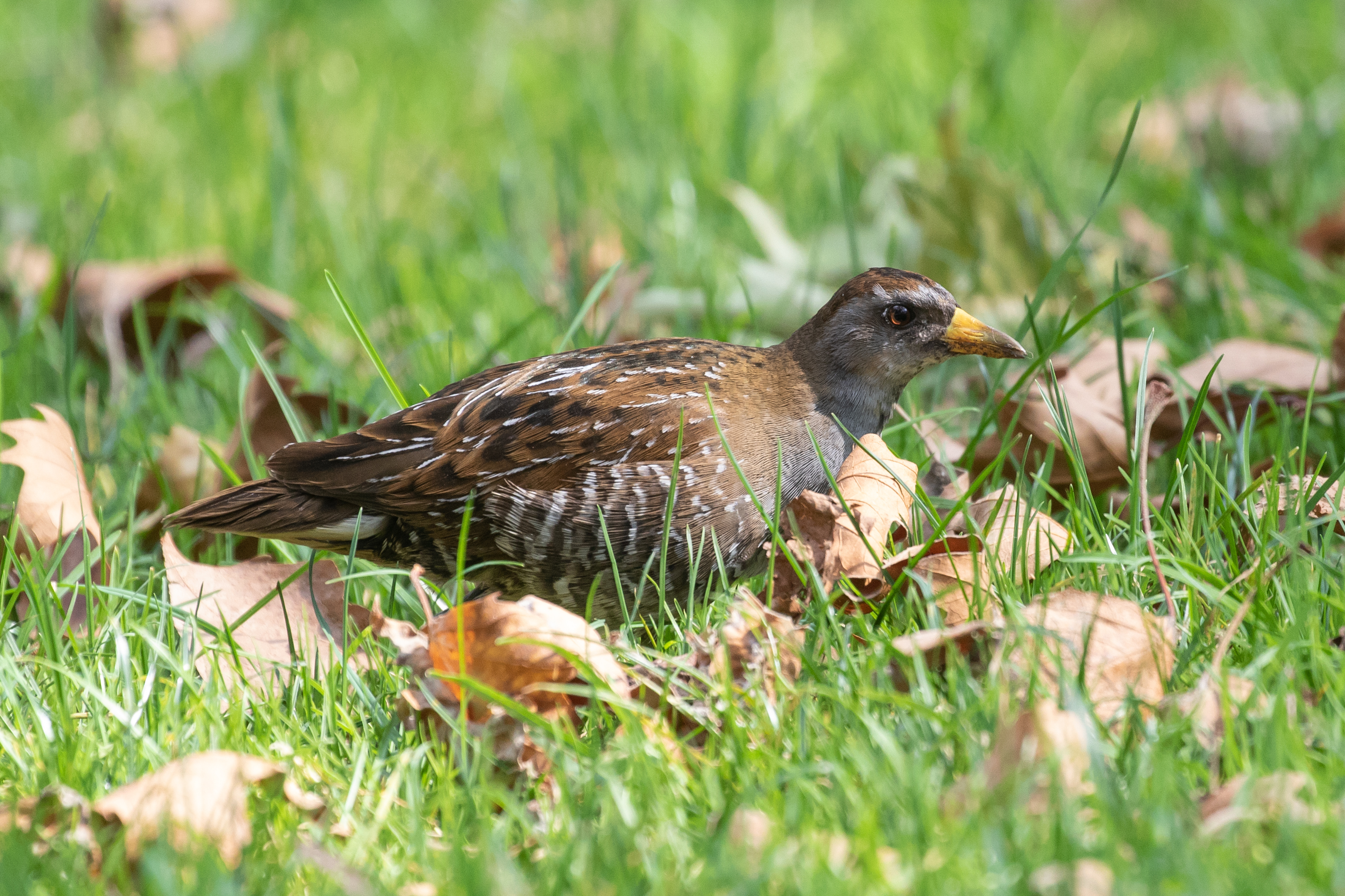The lawns of Madison Square Park sometimes offer great views of unusual species, such as this Sora. Photo: Ryan F. Mandelbaum