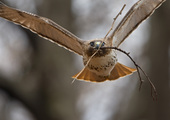 <a name="profiles"></a>A Red-tailed Hawk carries nesting material. Photo: <a href="http://www.fotoportmann.com/" target="_blank" >François Portmann</a>