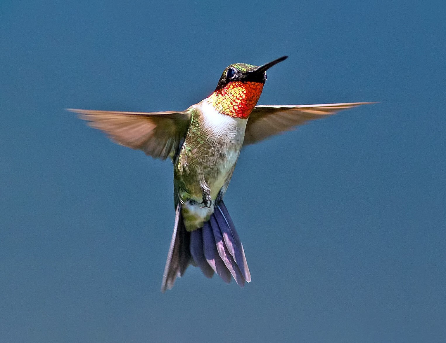 Pelham Bay Park is one of the few sites in New York City where Ruby-throated Hummingbirds are known to nest. Photo: Brian Kushner/Audubon Photography Awards