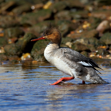  A female Red-breasted Merganser tests the water. Photo: <a href="https://www.flickr.com/photos/120553232@N02/" target="_blank">Isaac Grant</a>