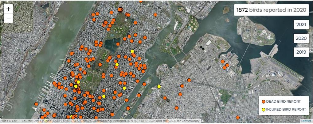 Zoomed in over Manhattan and Queens, the dBird map shows dead (orange dots) and injured (yellow dots) birds reported in 2020. A total of 1,872 dead and injured birds was reported in New York City by the public through dBird.org last year, more than double the previous year’s total of 772.