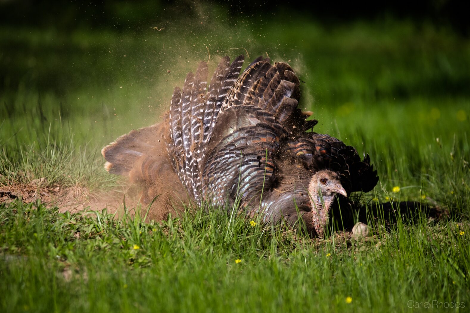 A Wild Turkey takes a “dust bath” (a practice thought to discourage insect parasites). Wild Turkeys breed in Pelham Bay Park. Photo: Carla Rhodes