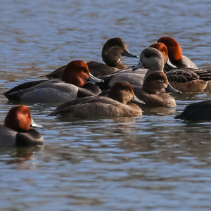 Baisley Pond Park is one of the best spots in the City to find Redhead, among more common waterfowl species. Photo: <a href="https://www.flickr.com/photos/92057307@N05/" target="_blank">Keith Michael</a>