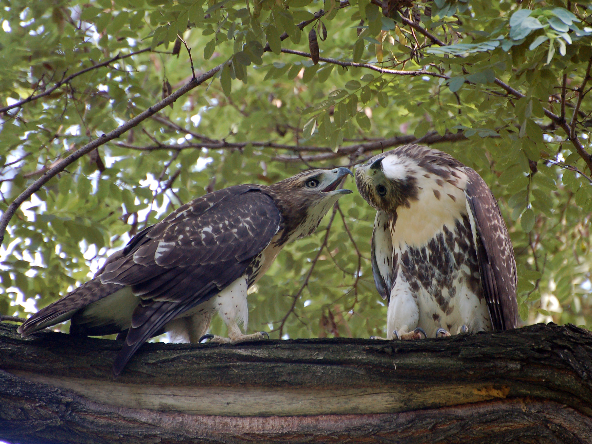 Two young Red-tailed Hawks in Morningside Park. Photo: Robert/CC BY-NC-ND 2.0