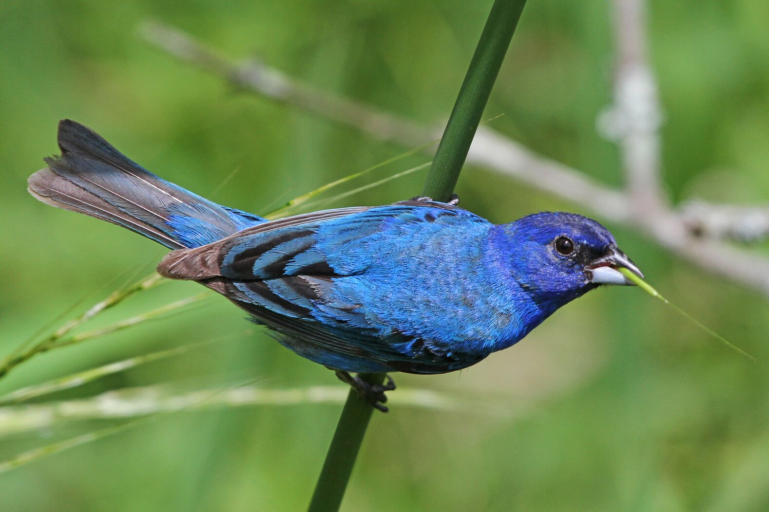  Indigo Buntings nest in a mixed habitat of meadows and trees. Photo: Judy Gallagher/CC BY 2.0