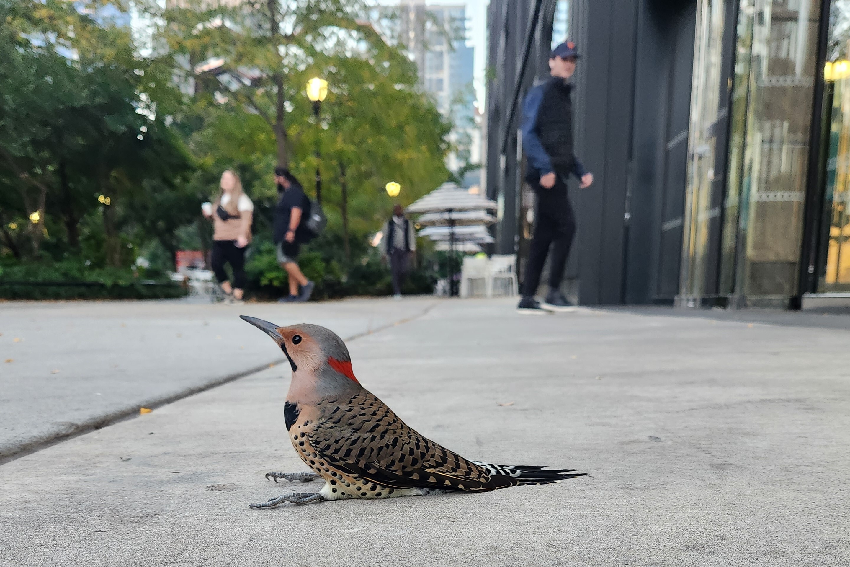 A Northern Flicker sits stunned after colliding with glass. Photo: NYC Audubon