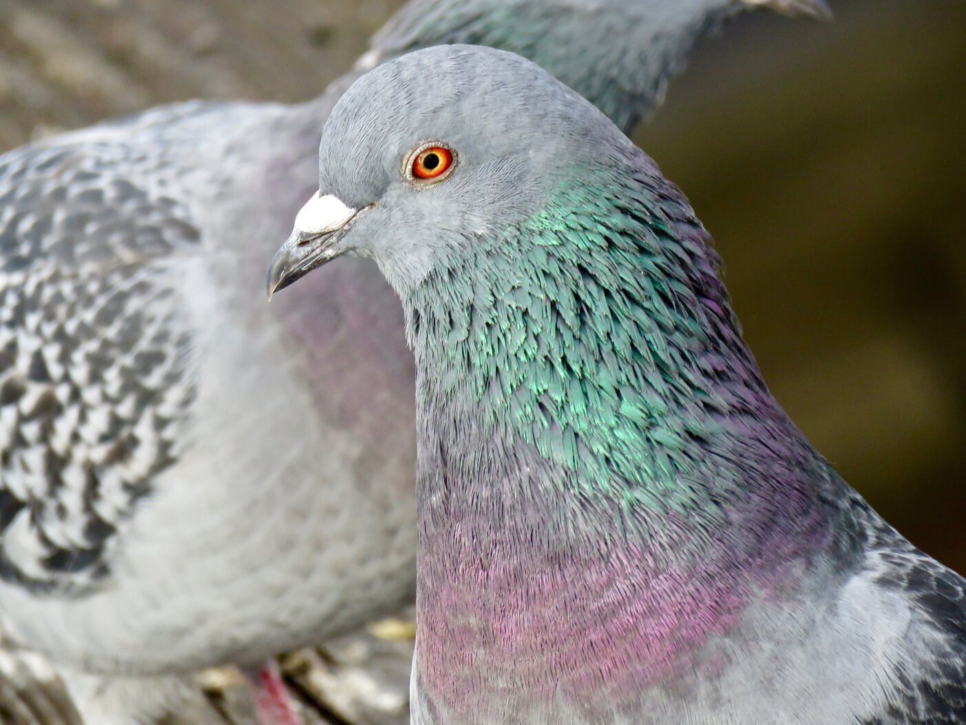 The beautiful Rock Pigeon, a European import sometimes overlooked by birders (and maligned in general), is very much at home in Bryant Park. Photo: Loren Chipman/CC BY-NC 2.0