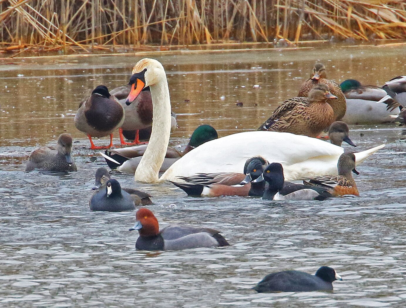 Baisley Pond Park hosts a startling variety of wintering waterfowl, including American Wigeon, Ring-necked Duck, and Redhead. Photo: Richard Gold, MD 