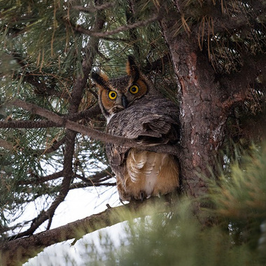 Great Horned Owls are year-round residents in Van Cortlandt Park, nesting in the late winter and early spring. Photo: <a href="https://www.fotoportmann.com/" target="_blank">François Portmann</a>