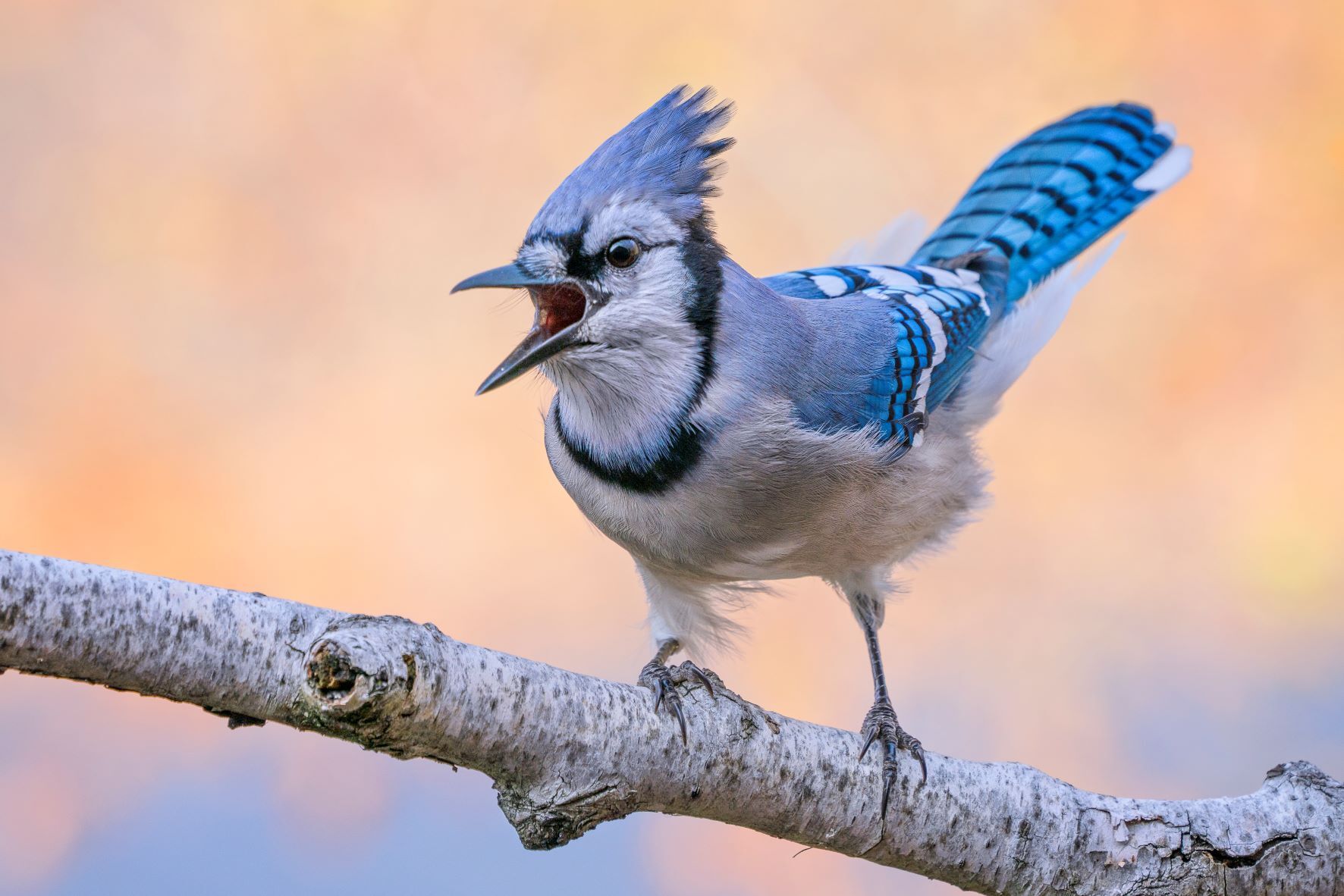 The many calls of the Blue Jay are heard in most New York City parks. Photo: Adrienne Elliot/Audubon Photography Awards