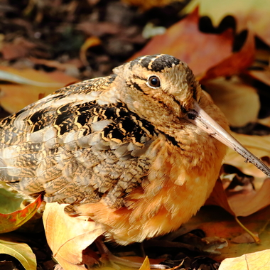 American Woodcock (here surprisingly well camouflaged among colorful fall leaves in Bryant Park) often show up in our smallest city parks during migration. Photo: Isaac Grant