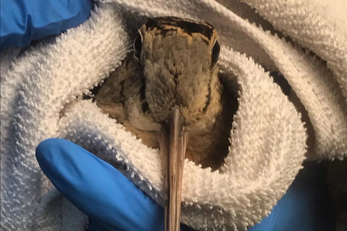 Injured American Woodcock contained and in need of transport. Photo: Tristan Higginbotham