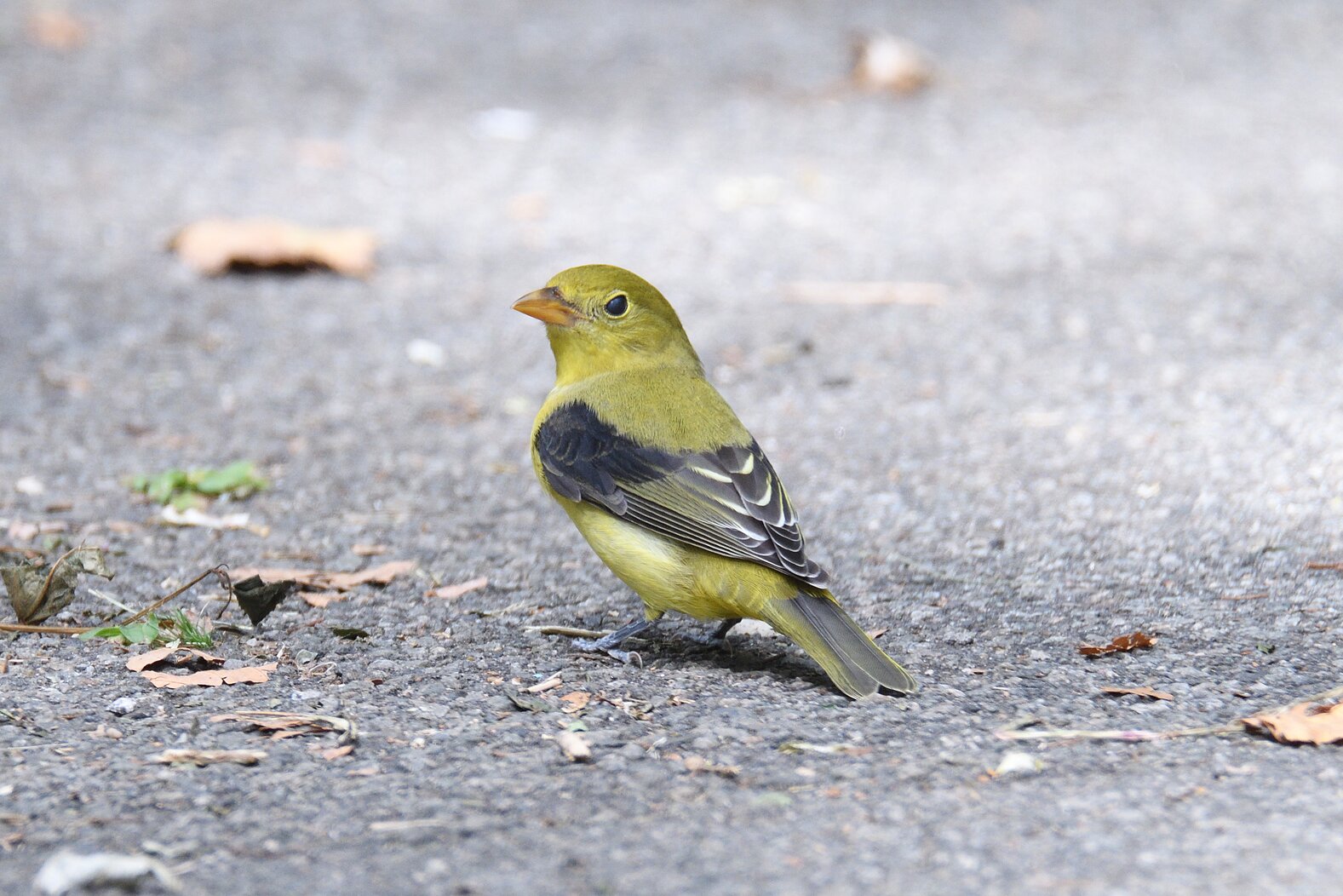 A fall-plumaged male Scarlet Tanager stops by Morningside Park. Photo: Terence Zahner