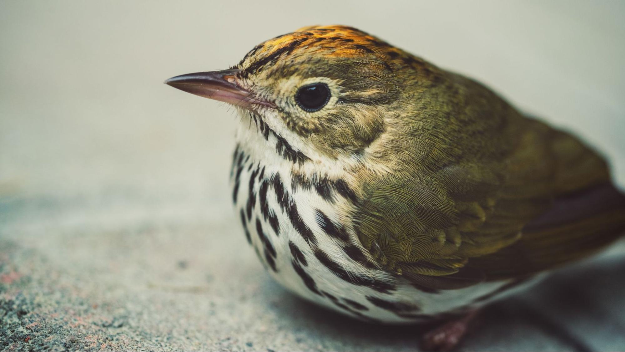 Closeup of an Ovenbird. Photo: shaunl from Getty Images Signature
