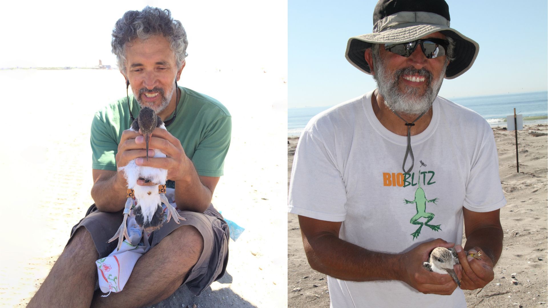 Left: Emilio Tobón holds a banded young oystercatcher © Debra Kriensky. Right: Emilio holds a Semipalmated Sandpiper © NYC Audubon