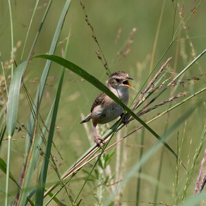Sedge Wrens, a rare species for New York City, nested in the grassland habitat of Freshkills Park in 2020. Photo: Shannon Curley