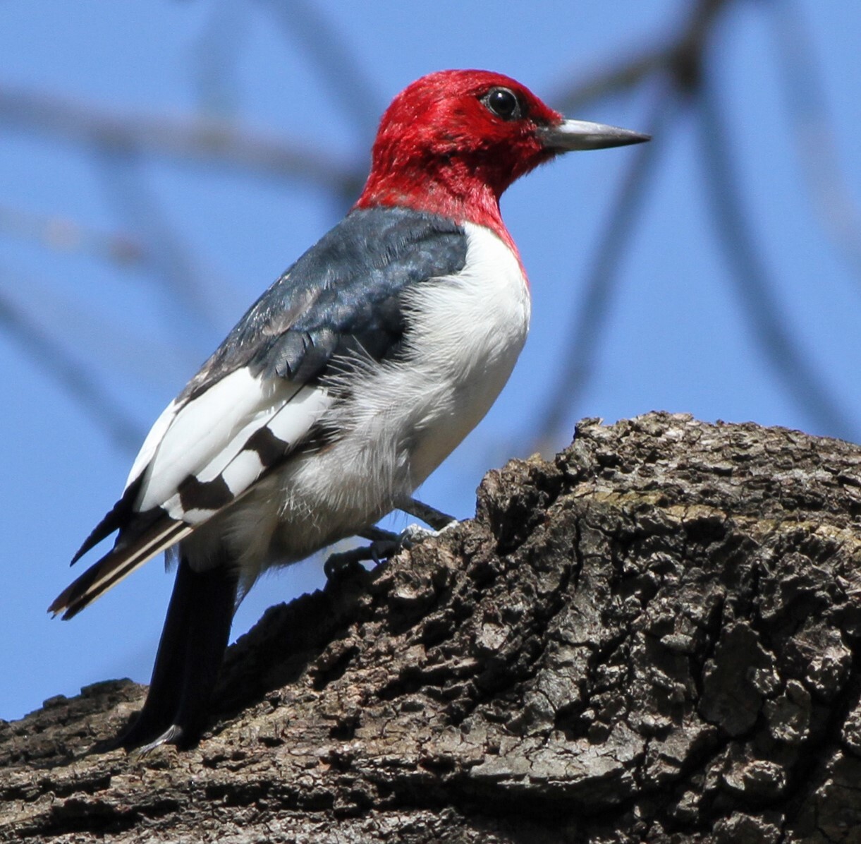 In recent years, a Red-headed Woodpecker has often spent the winter in Central Park. <a href="https://www.flickr.com/photos/billy3001/34053018085/" target="_blank">Photo</a>: Bill Benish/<a href="https://creativecommons.org/licenses/by-nc-nd/2.0/" target="_blank">CC BY-NC-ND 2.0</a>