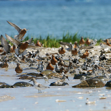 Migrating shorebirds including Red Knots, Semipalmated Sandpipers, Dunlin, and Ruddy Turnstones feed among spawning horseshoe crabs in Jamaica Bay. Photo: <a href="https://www.facebook.com/don.riepe.14" target="_blank" >Don Riepe</a>