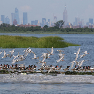 A cluster of waterbirds in Jamaica Bay Wildlife Refuge includes American Oystercatchers and Common Terns. Photo: <a href="https://www.facebook.com/don.riepe.14" target="_blank">Don Riepe</a>