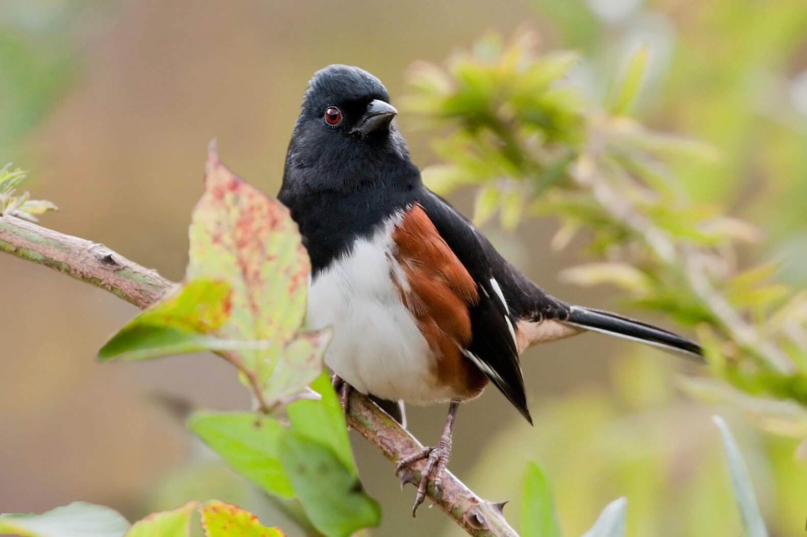 The "Drink your tea!" song of the male Eastern Towhee may be heard in Pelham Bay Park during nesting season. Photo: Kelly Colgan Azar/CC BY-ND 2.0
