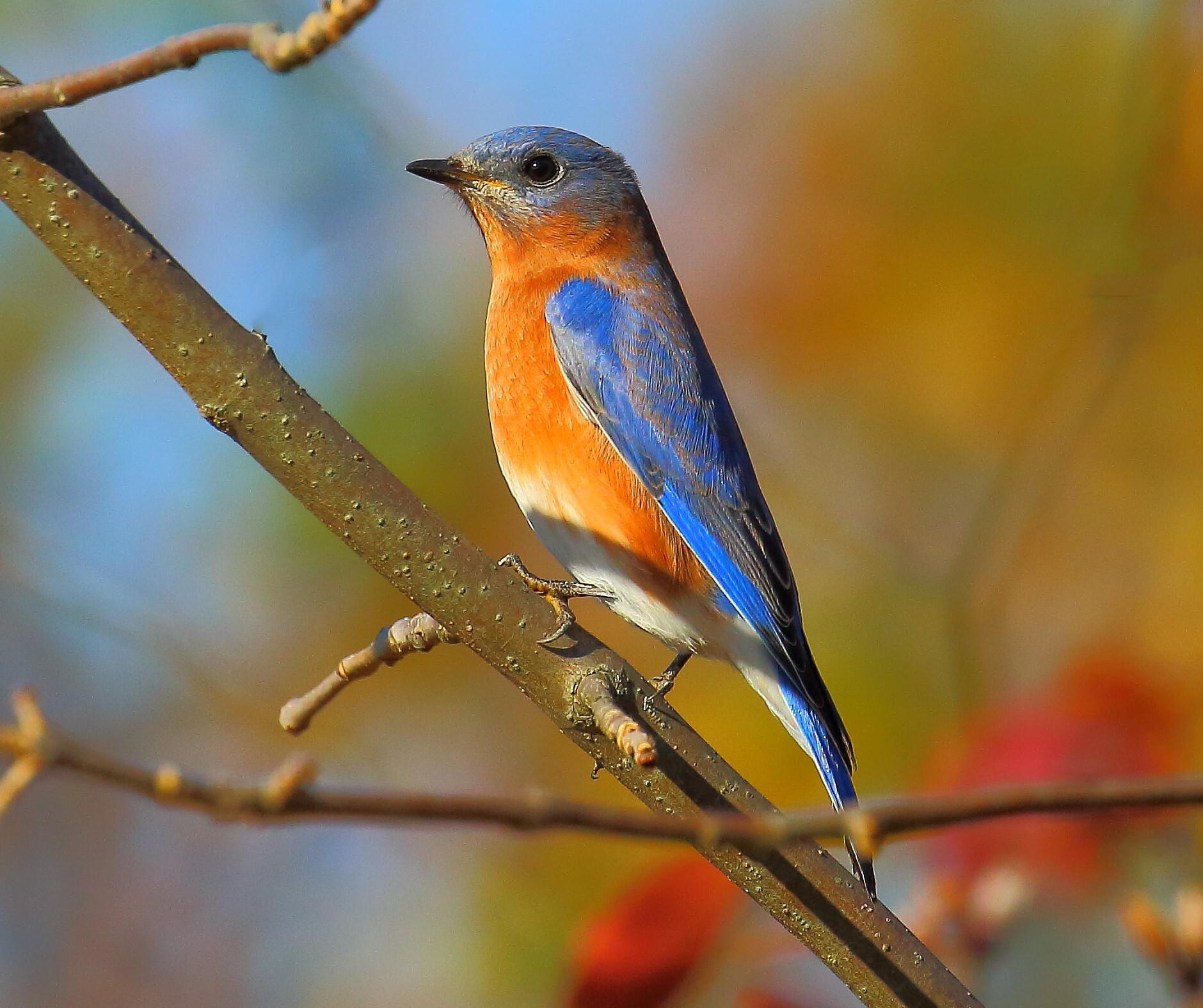 Eastern Bluebirds sometimes stop through during migration. Photo: Lawrence Pugliares