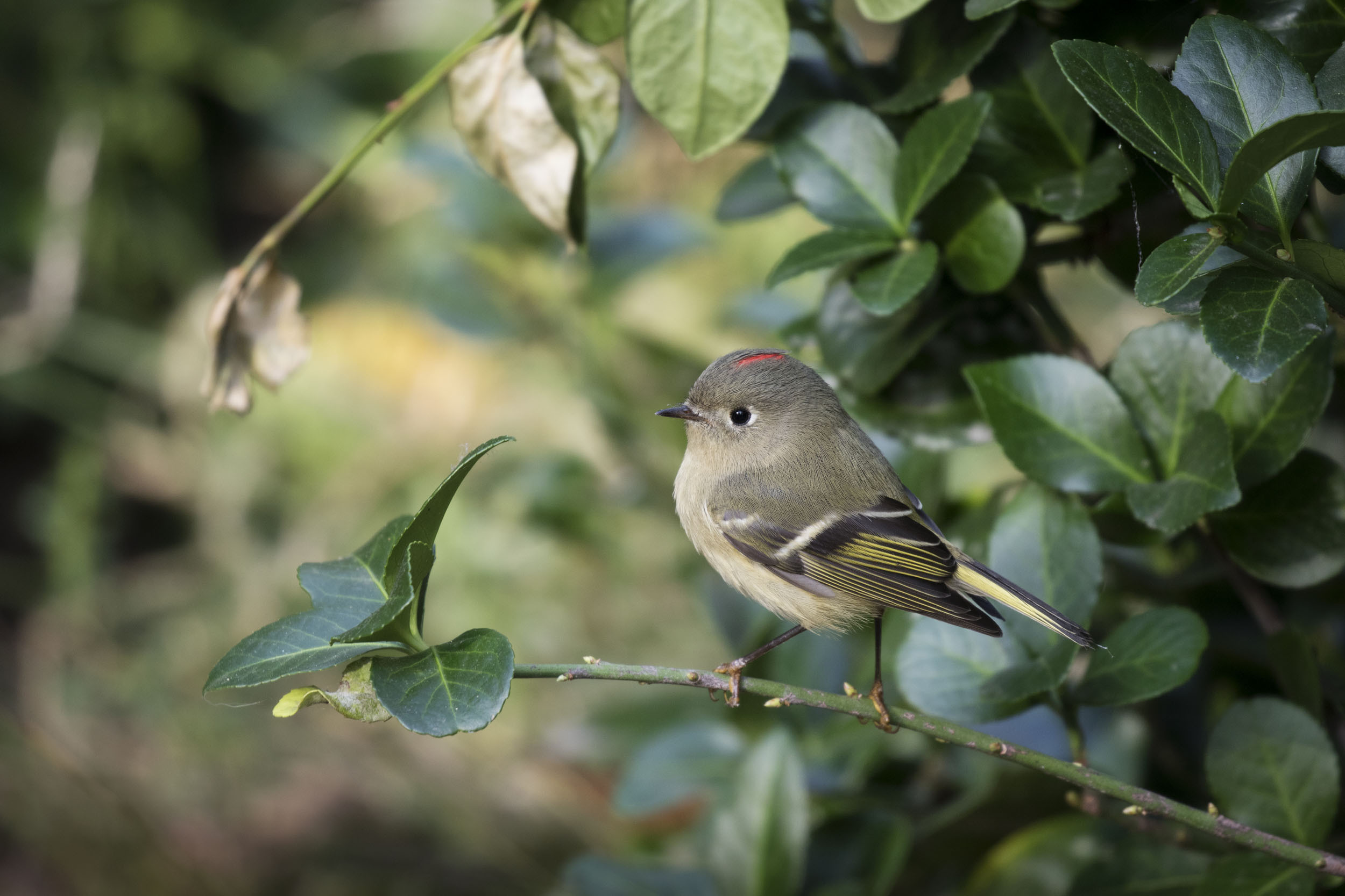 Ruby-crowned Kinglets and many other migrants stop through Union Square Park. Photo: François Portmann