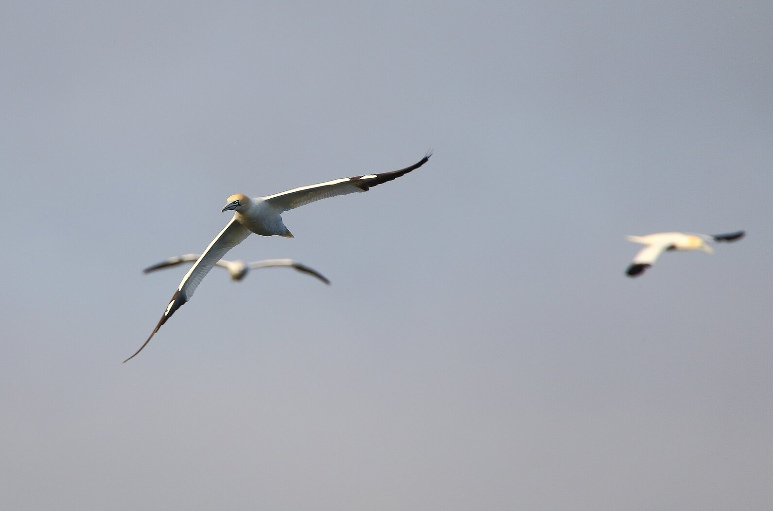 Northern Gannets off of Conference House Park. Photo: Lawrence Pugliares