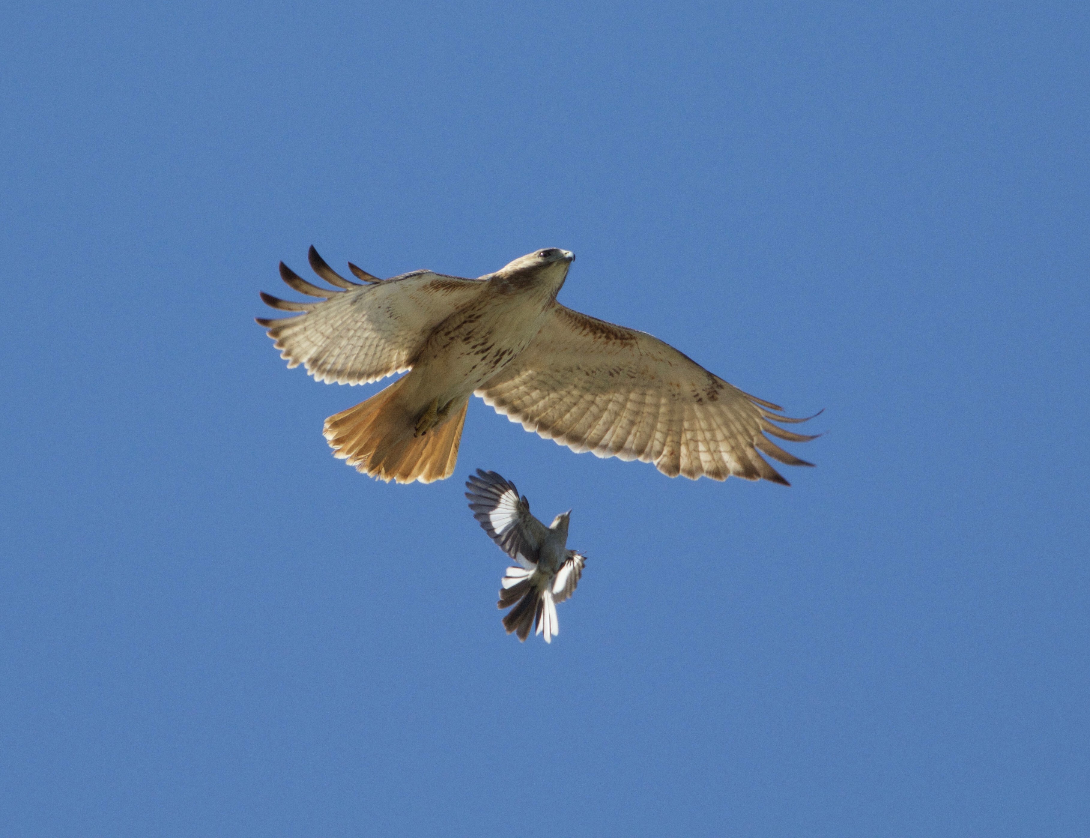 A bold Northern Mockingbird harasses one of Washington Square Park’s resident Red-tailed Hawks. Photo: Jean Shum