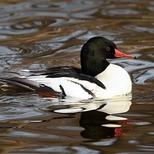 In the wintertime, Common Mergansers are often seen on Willow Lake. Photo: Laura Meyers