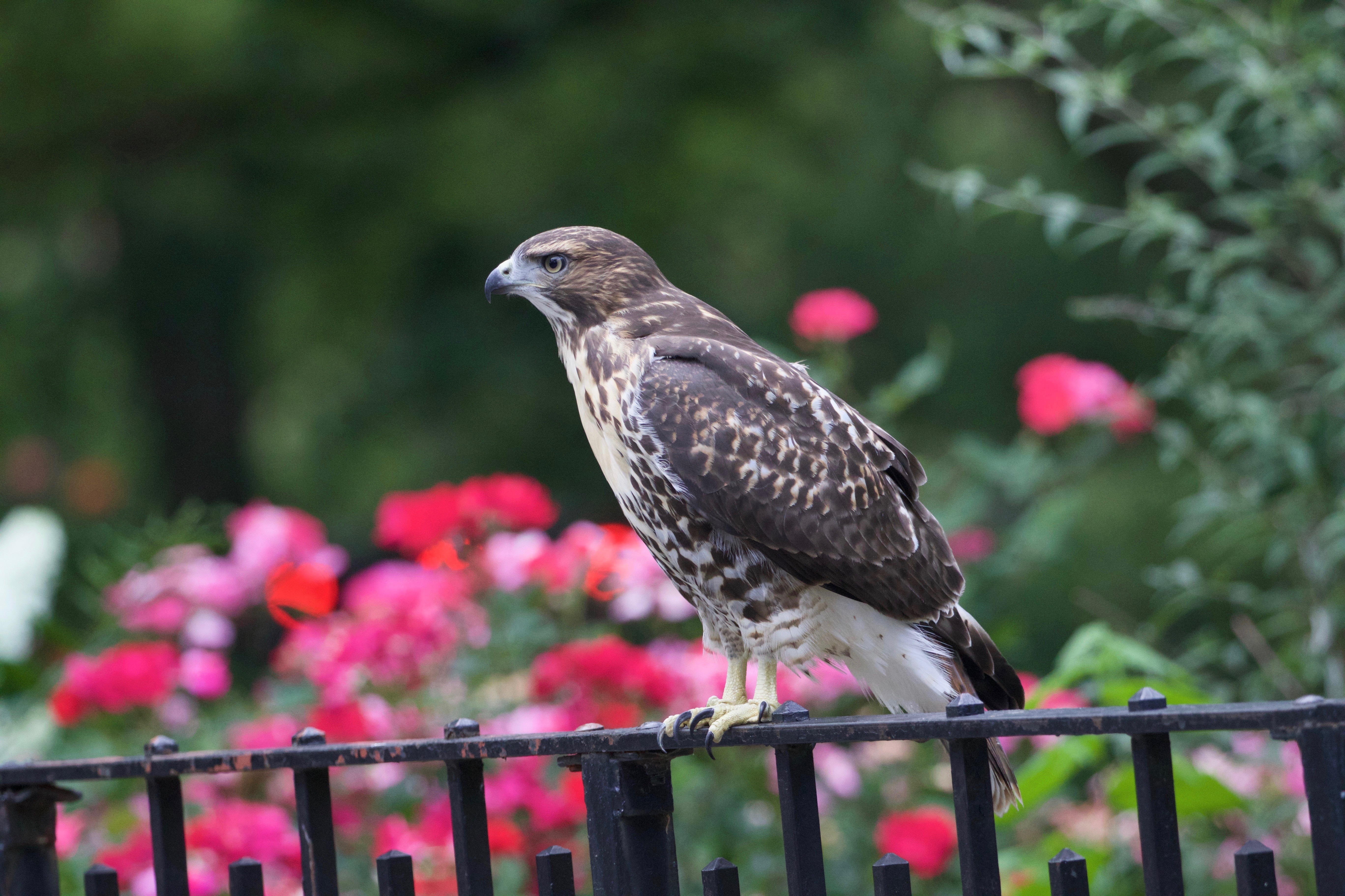 Red-tailed Hawks can get quite up close and personal in Tompkins Square Park. Photo: Jean Shum