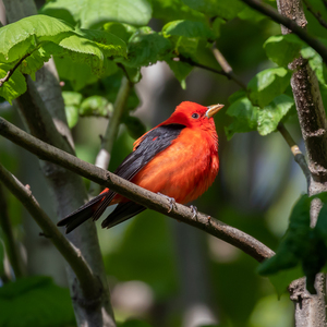 Scarlet Tanagers are often seen in All only known New York City location for this species. Photo: Ryaney Pond Park during migration—and sometimes stay to nest in the park, the F. Mandelbaum