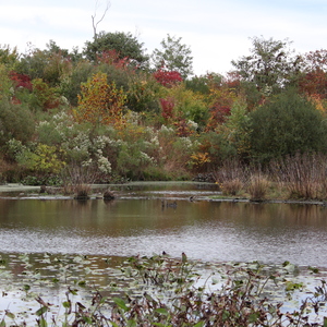 A rich pond habitat in Willowbrook Park. Photo: Dave Ostapiuk