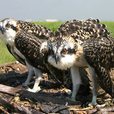 Osprey nesting in Jamaica Bay Wildlife Refuge, Queens. Photo: <a href="https://www.facebook.com/don.riepe.14" target="_blank" >Don Riepe</a>
