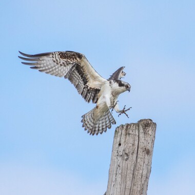 Several pairs of Osprey nest in Freshkills Park. Photo: <a href="https://www.flickr.com/photos/51819896@N04/" target="_blank">Lawrence Pugliares</a>