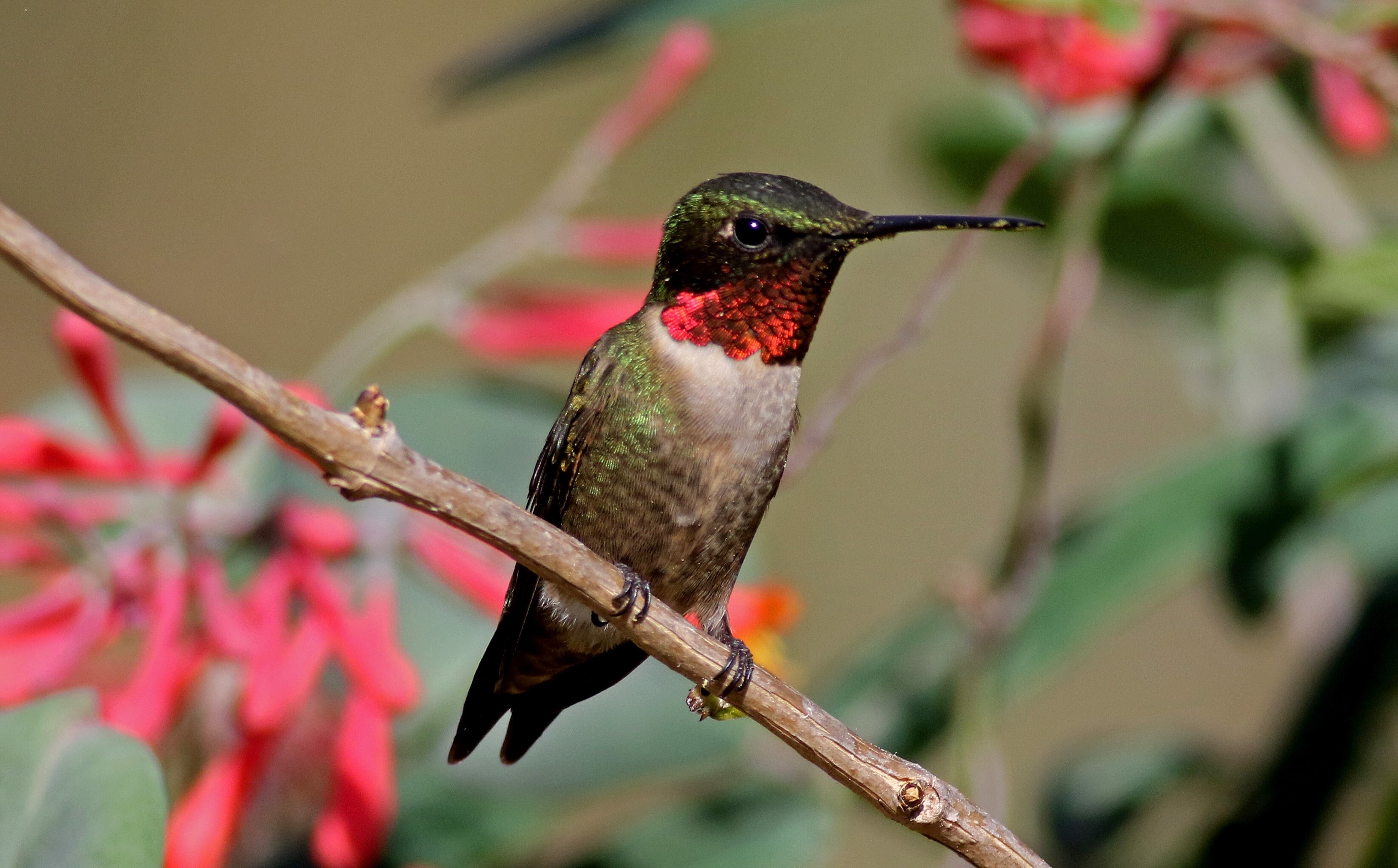 Ruby-throated Hummingbirds sometimes nest in The New York Botanical Garden. Photo: Will Stuart