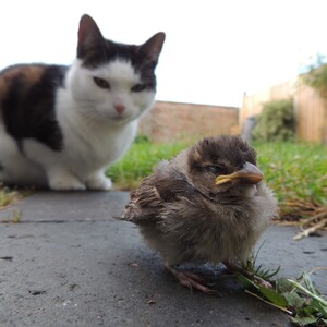 Each year, domestic cats kill approximately 2.4 billion birds in the U.S. Photo: Ivan Radic/CC BY 2.0