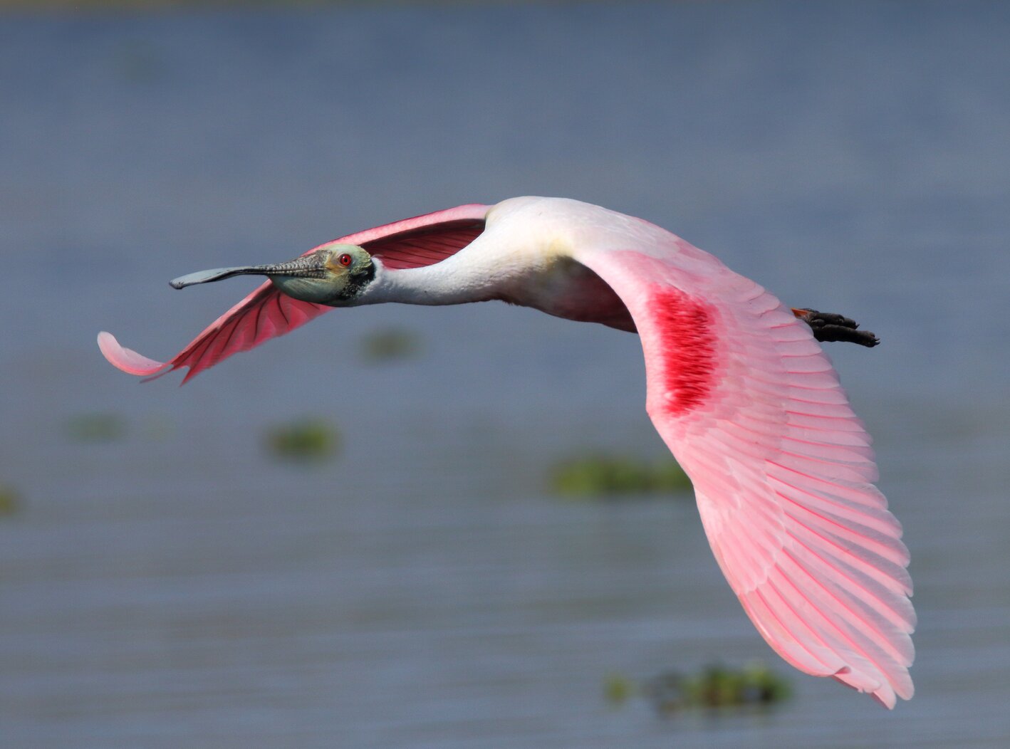 Birders were shocked to find a Roseate Spoonbill in Goethals Pond in 1992. Photo: Isaac Grant