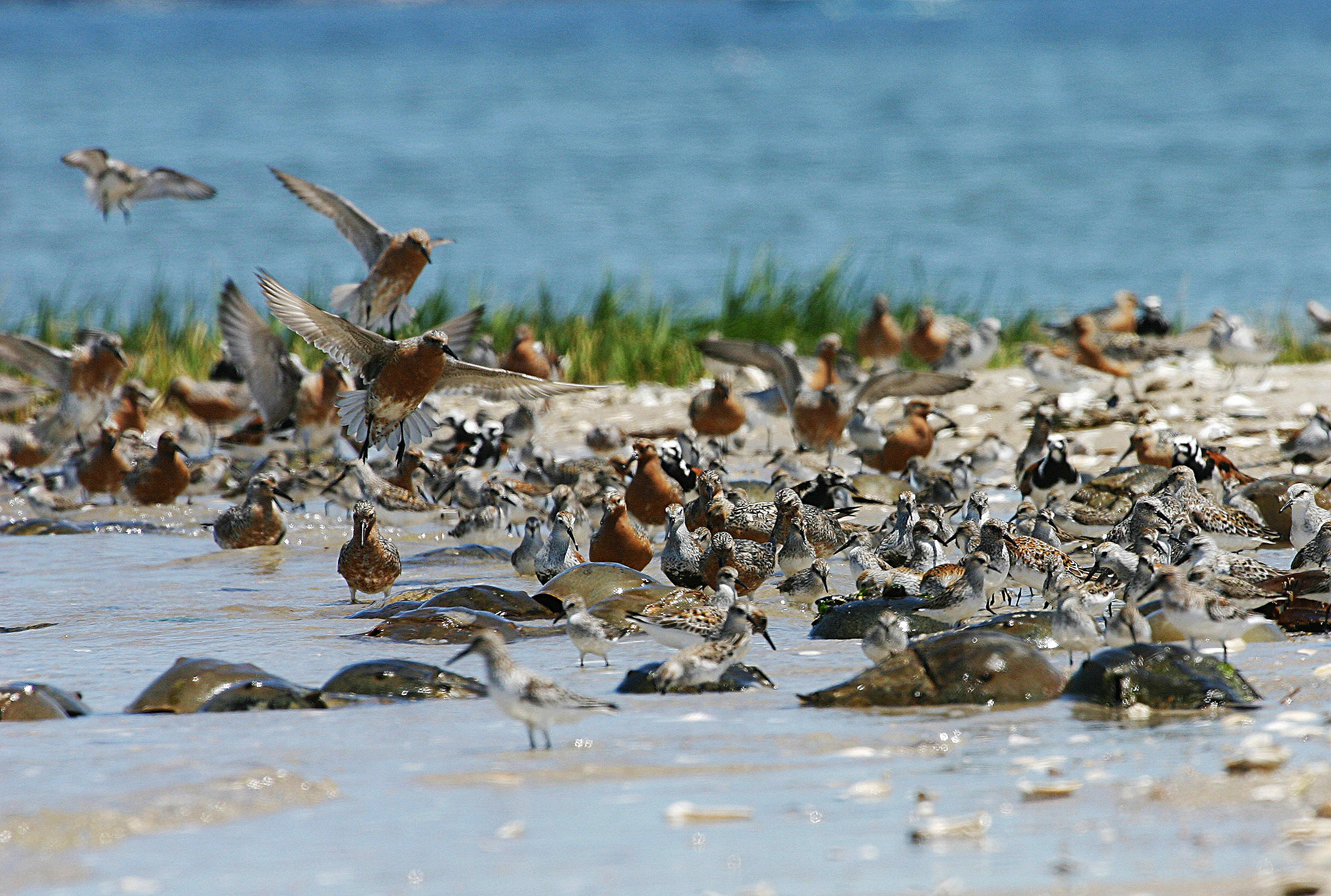 Red Knots and Horseshoe Crabs at Jamaica Bay. Photo: Don Riepe