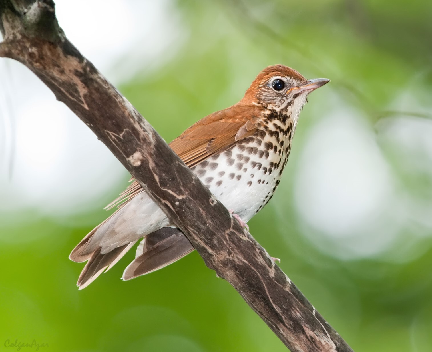 Wood Thrushes (here a juvenile bird) often nest in Inwood Hill Park. <a href="https://www.flickr.com/photos/puttefin/7168231036/" target="_blank">Photo</a>: Kelly Colgan Azar/<a href="https://creativecommons.org/licenses/by-nd/2.0/" target="_blank">CC BY-ND 2.0</a>