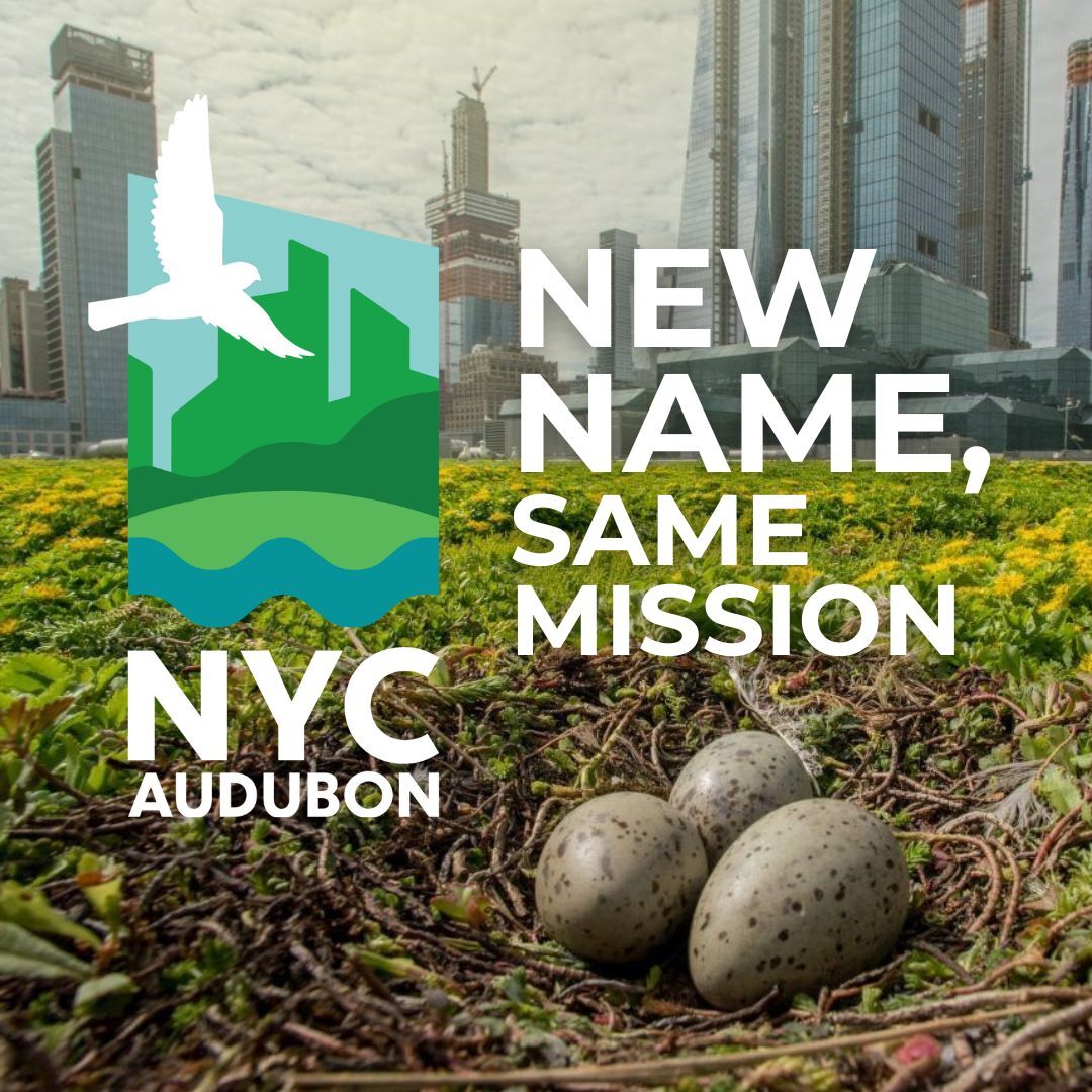 NYC Audubon is changing its name, though our work and mission remain the same.