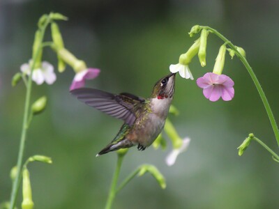 Ruby-throated Hummingbird. Photo: Dave Ostapiuk