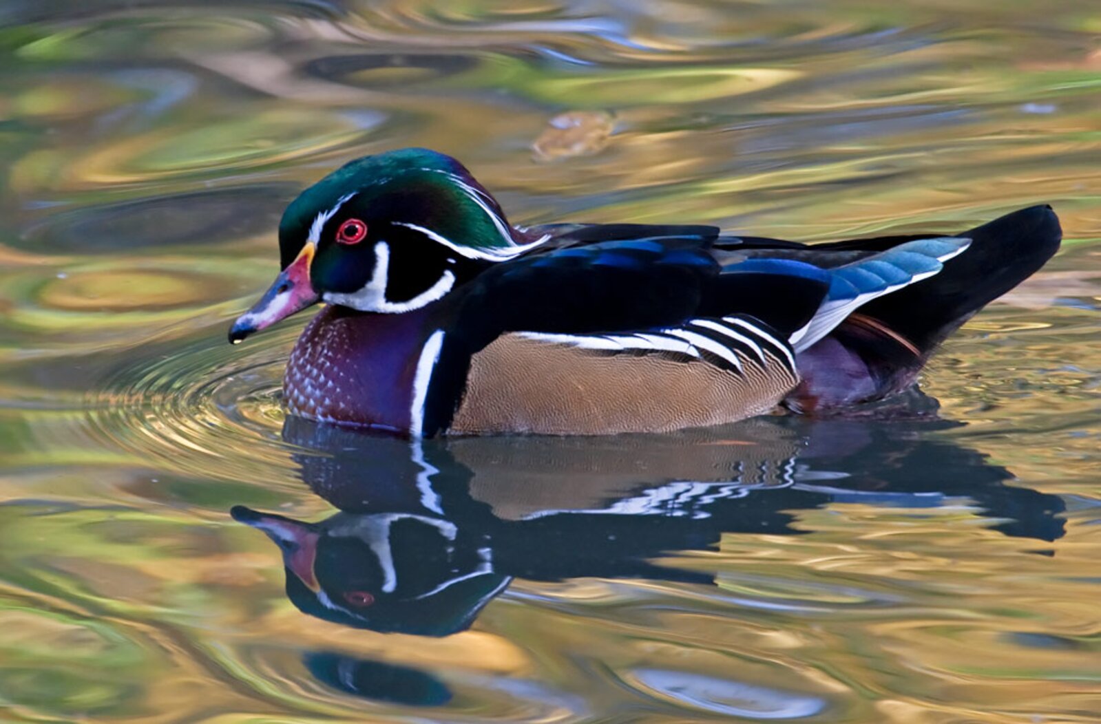Check Crotona Lake for Wood Duck (here, a colorful drake). Photo: Laura Meyers