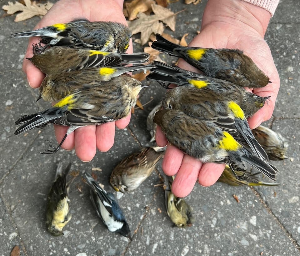 Though progress is being made, we are far from our goal of a bird-safe city: this past October 23, 22 dead birds were found by World Trade Center buildings, including the pictured eight Yellow-rumped Warblers, two Black-throated Blue Warblers, two White-throated Sparrows, Ruby-crowned Kinglet, Palm Warbler, and Swamp Sparrow. Photo: Melissa Breyer
