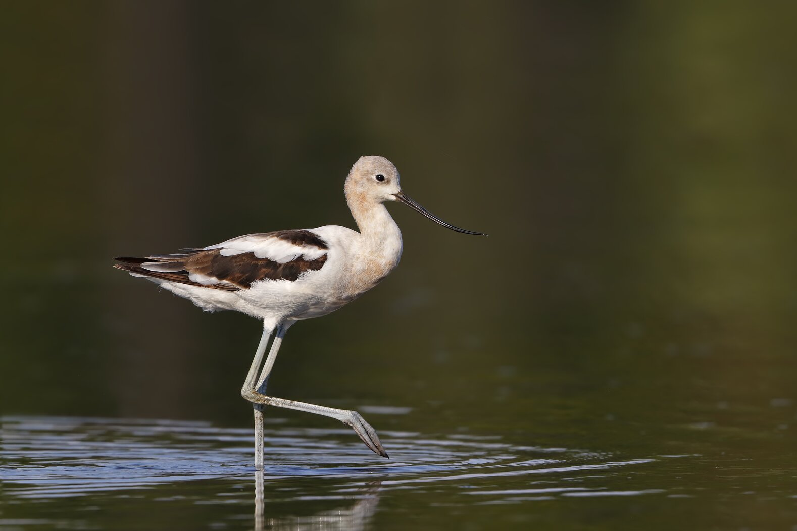 This first Avocet to be documented on Staten Island was seen at Goethals Pond in August 2017. Photo: Isaac Grant