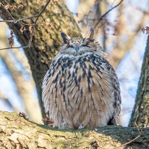 Flaco, the Eurasian Eagle-Owl, sits in a tree in Central Park. Photo: @Rhododendrites