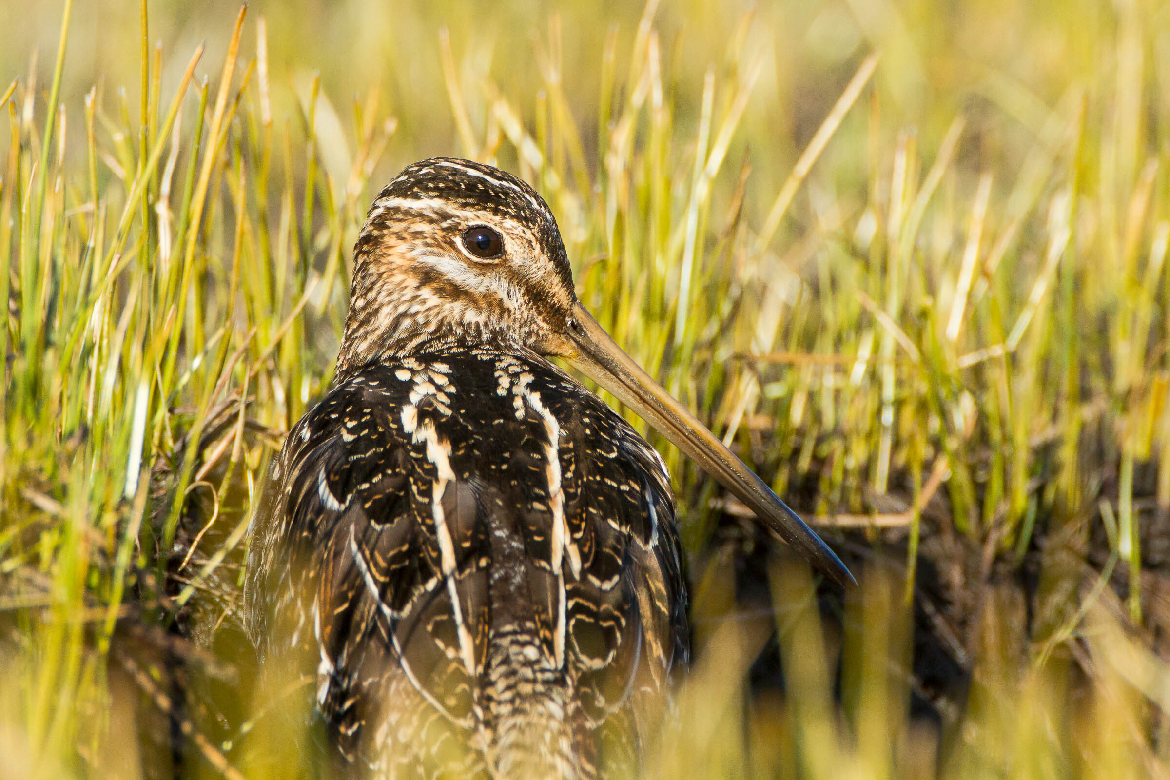If you search carefully at Goethal's Pond, you just may spy the elusive Wilson's Snipe. Photo: Dorian Anderson/Audubon Photography Awards