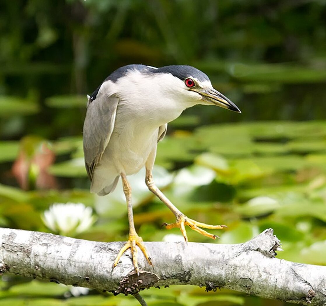 Black-crowned Night-Herons are sometimes seen fishing in the Japanese Hills and Pond Garden’s Lily Pool. Photo: Laura Meyers