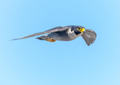A Peregrine Falcon in Flight. Photo: Paul Balfe/CC BY 2.0