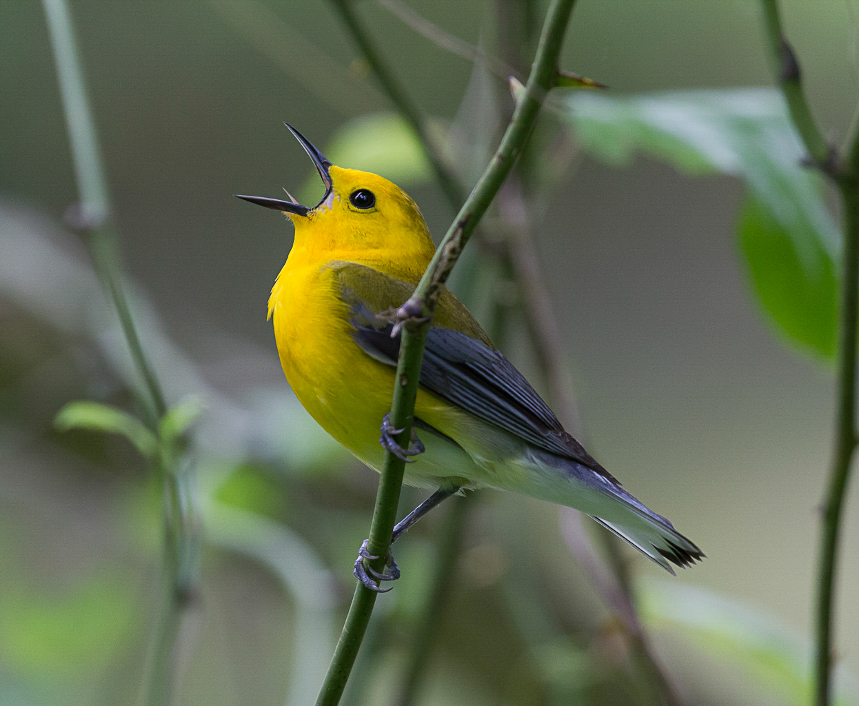 While Prothonotary Warblers rarely breed this far north, they occasionally “overshoot” while traveling north in the spring, and appear in New York City parks (and then presumably head back south). Photo: David Boltz/Audubon Photography Awards