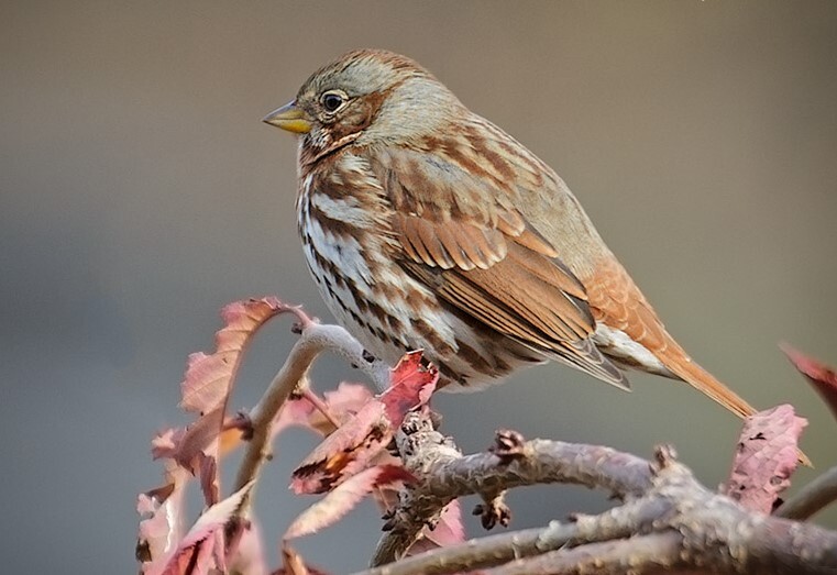 The Fox Sparrow may be heard singing in Brooklyn Botanic Garden in the early spring, when it passes through. Photo: Laura Meyers